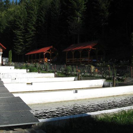 Hotel Paltinis Statjunea Borsa Exterior photo