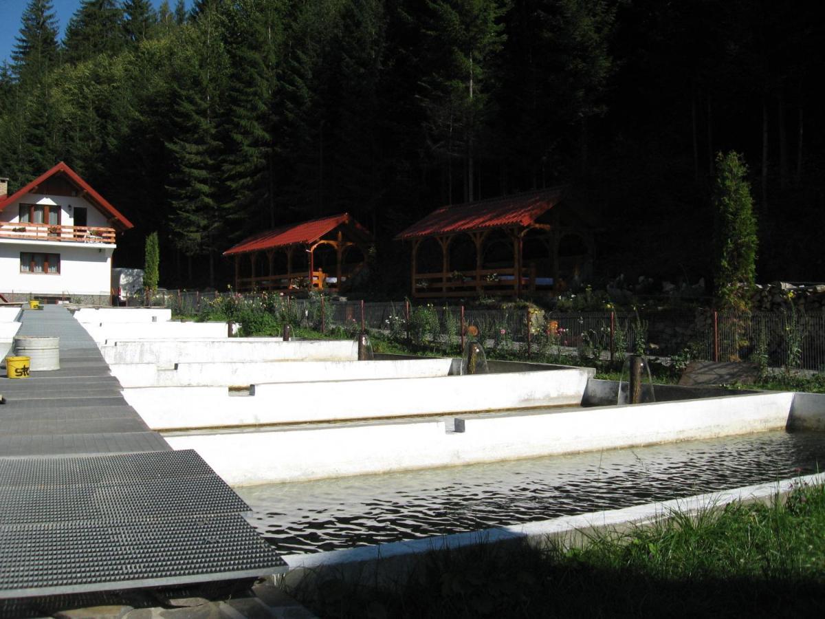 Hotel Paltinis Statjunea Borsa Exterior photo